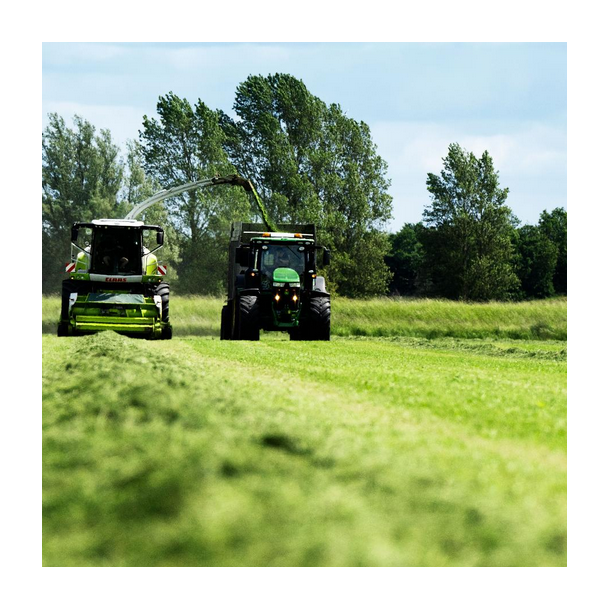 ForageMax 40 Robust R�d  - 10 kg | DLF