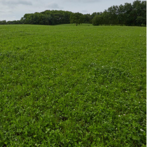 ForageMax 42 - 10 kg | DLF