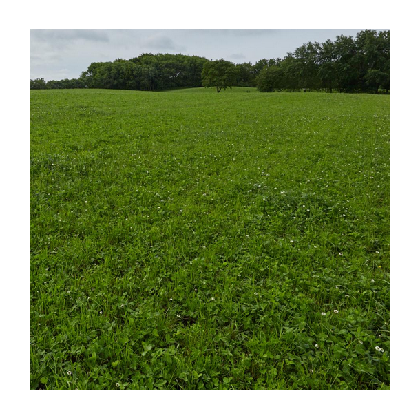 ForageMax 42 - 10 kg | DLF