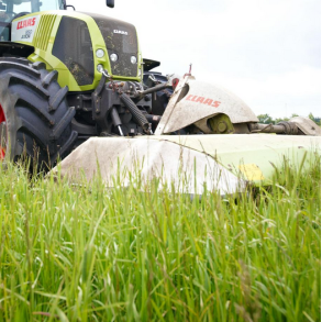 ForageMax 43 - 10 kg | DLF