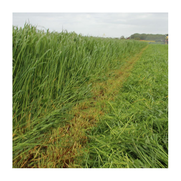 foragemax45