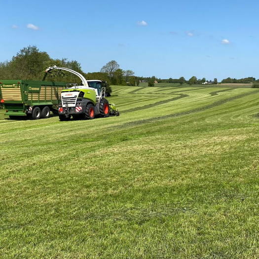 ForageMax 50 Robust - Bestil frø HER | Vildtremisen.dk