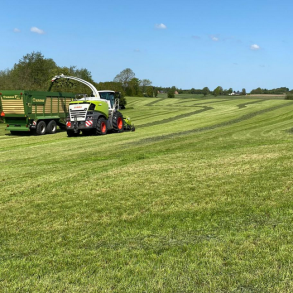 ForageMax 50 Robust Strandsvingel - 10 kg | DLF