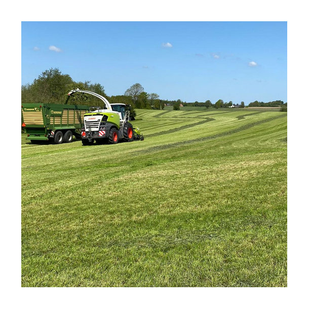 ForageMax 50 Robust Strandsvingel - 10 kg | DLF