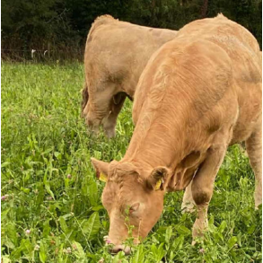 �KO ForageMax k�dkv�g m. urter - 10 kg | DLF