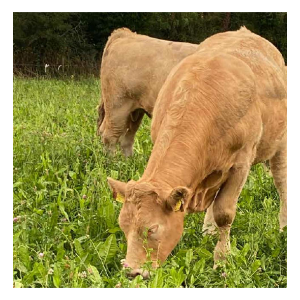 �KO ForageMax k�dkv�g m. urter - 10 kg | DLF