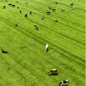 ForageMax 21 - 10 kg | DLF