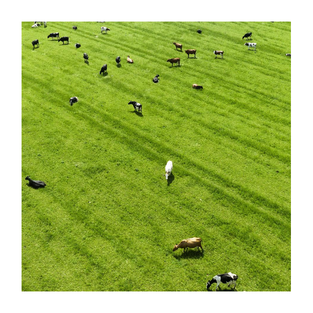 ForageMax 21 - 10 kg | DLF