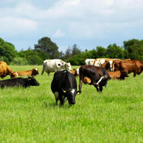 ForageMax 22 - 10 kg | DLF