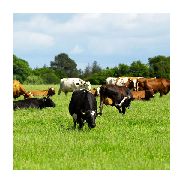 ForageMax 22 - 10 kg | DLF