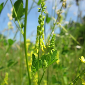 Gul stenkl�ver - 1 kg