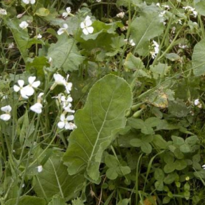 Hel�rsmix til hjortevildt - 5 kg | DLF