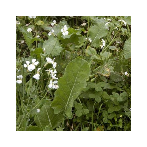 Hel�rsmix til hjortevildt - 5 kg | DLF