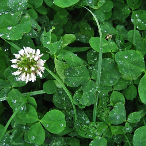 �KO Hvidkl�ver - 2 kg