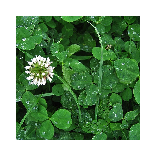 �KO Hvidkl�ver - 2 kg