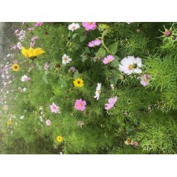 Blomsterblanding - 0,5kg