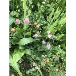 R�DYR - 2 kg | Vildtremisen.dk