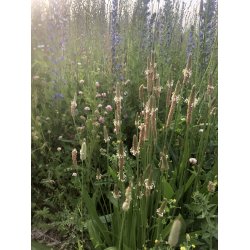 R�DYR - 2 kg | Vildtremisen.dk