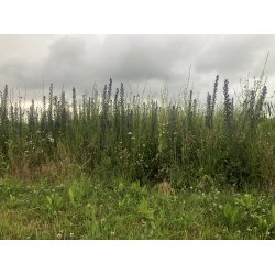 R�DYR - 2 kg | Vildtremisen.dk