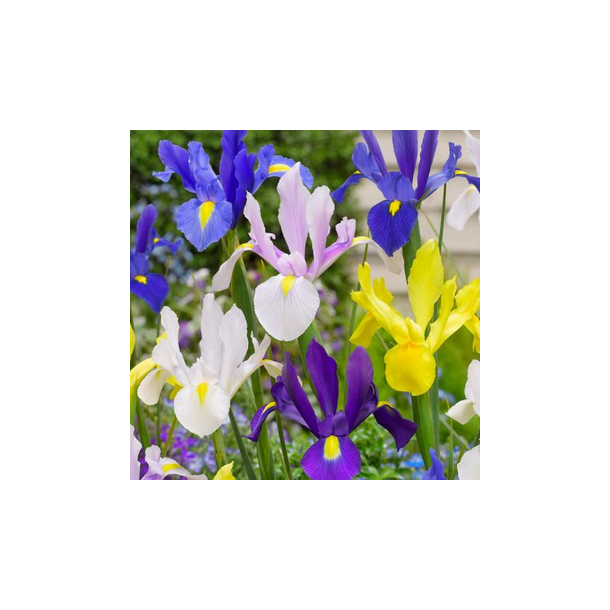 Iris - MIX - stk.