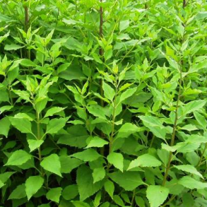 Jordskokker - pr. kg.