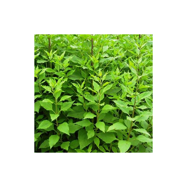 Jordskokker - pr. kg.