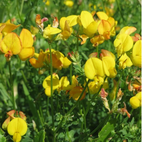 K�llingetand - LEO - 2 kg