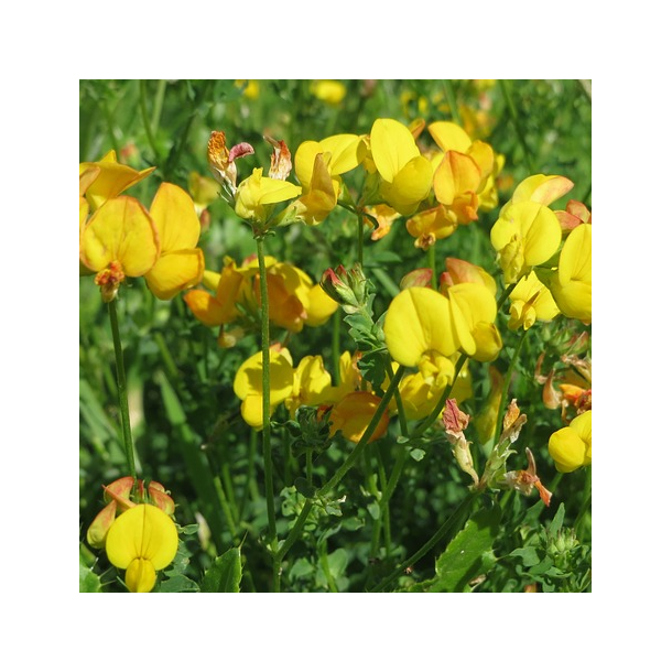 K�llingetand - LEO - 2 kg