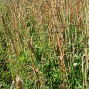 Kyllingemix til forrssning - 5 kg | DLF