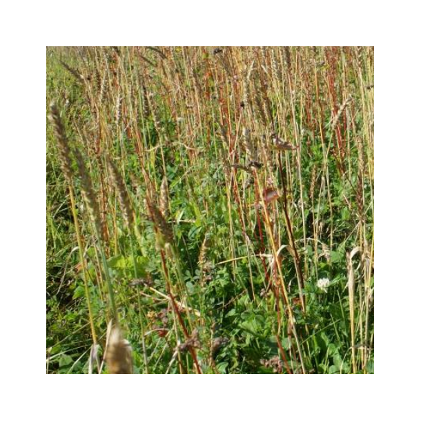 Kyllingemix til for�rss�ning - 5 kg | DLF