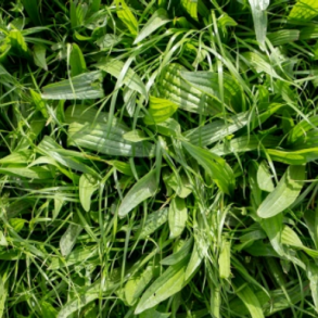 Lancetbladet vejbred - 1 kg