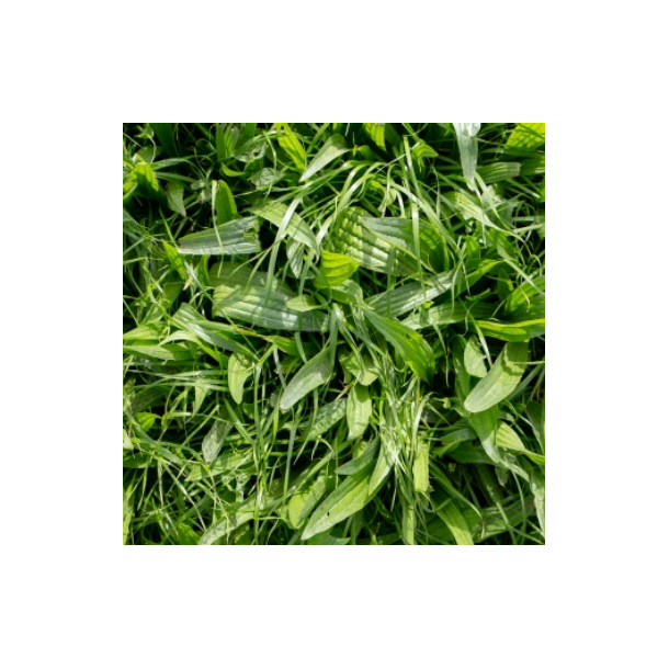 Lancetbladet vejbred - 1 kg