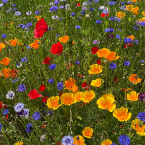 Landmandens blomsterblanding - 1 kg | DLF