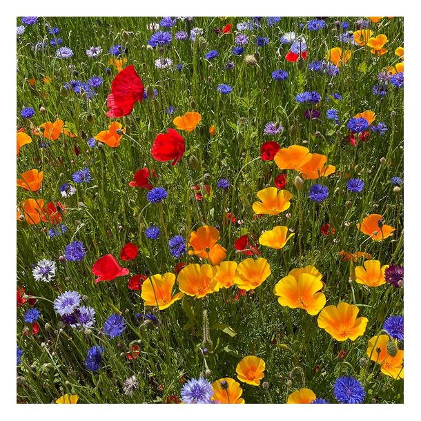 Landmandens blomsterblanding - 1 kg | DLF