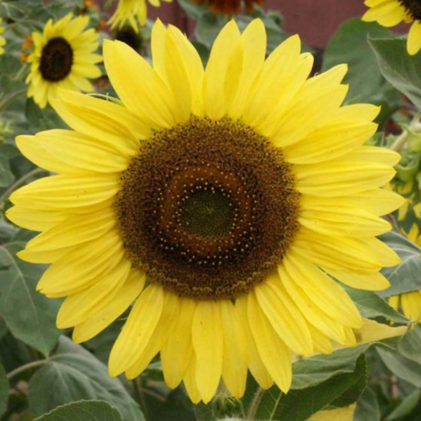 Solsikke - Lemon Queen - 100 gram