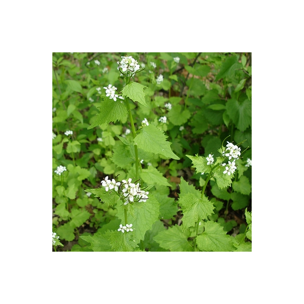 L�gkarse - Alliaria petiolata - ca. 5.000 fr�