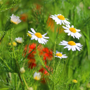 Marguerit mix - 1 kg | DLF