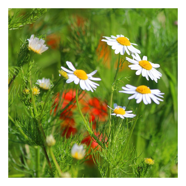 Marguerit mix - 1 kg | DLF