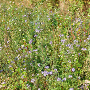 Markvildt, d�kning og f�de - 5 kg | DLF