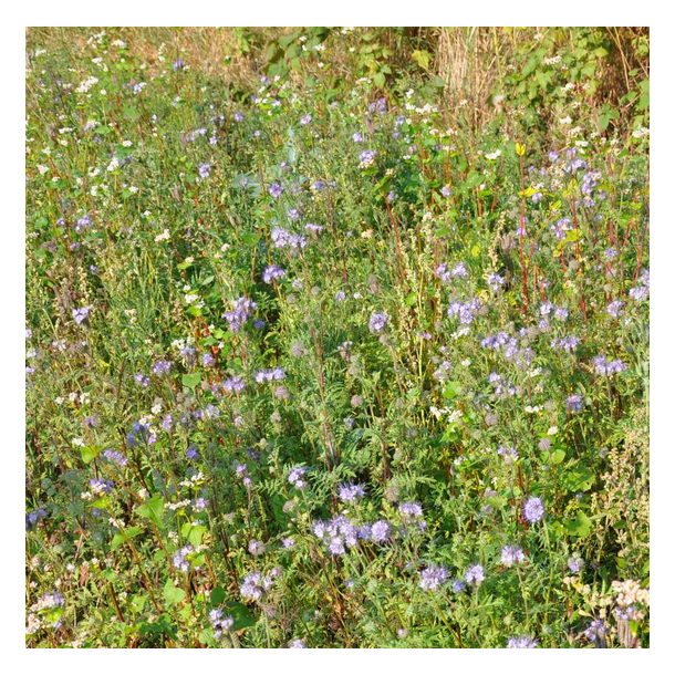 Markvildt, d�kning og f�de - 5 kg | DLF