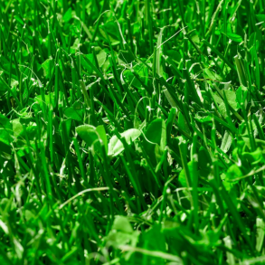 Micro - MasterLine - 15 kg | DLF