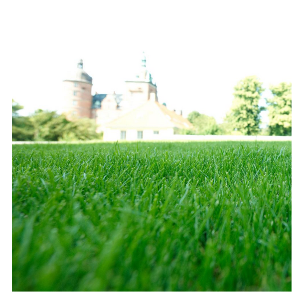 Prodana - MasterLine - 15 kg | DLF 