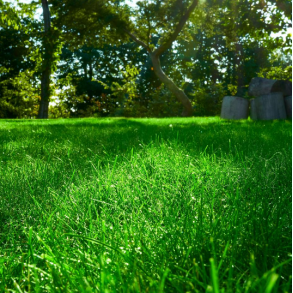 Renovering - MasterLine - 15 kg | DLF