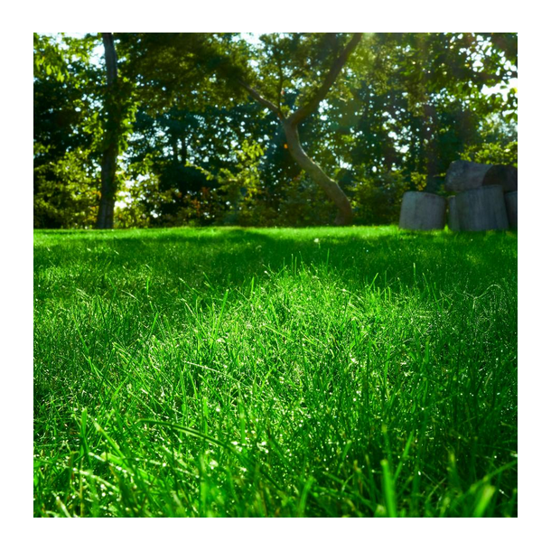 Renovering - MasterLine - 15 kg | DLF