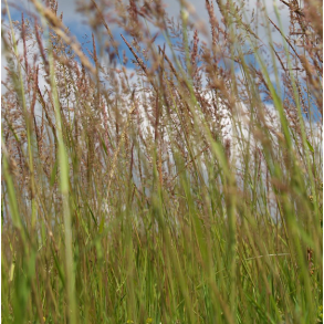 Vejrabat - MasterLine - 15 kg | DLF