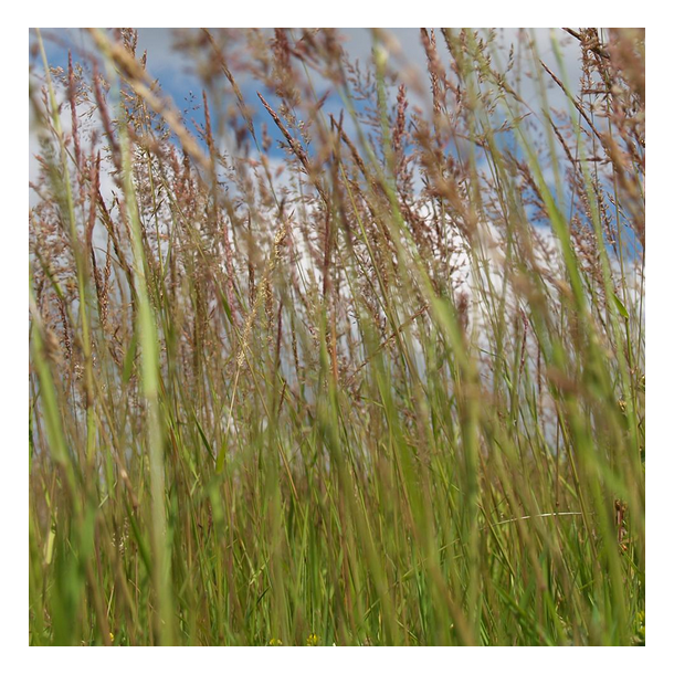 Vejrabat - MasterLine - 15 kg | DLF