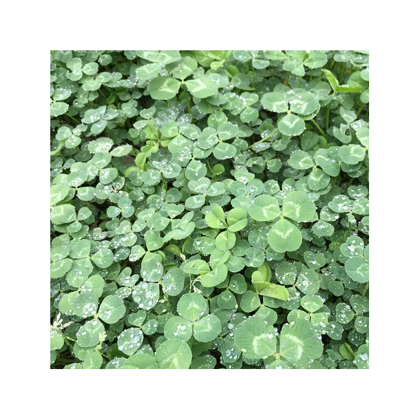 Mikrokl�ver - 1 kg
