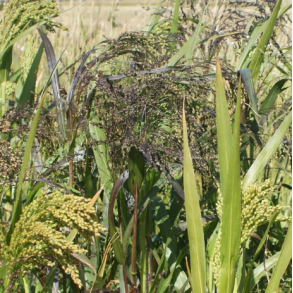 Millgame Millet Mix - 10 kg | Your Countryside