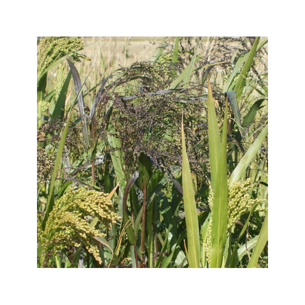 Millgame Millet Mix - 10 kg | Your Countryside
