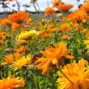 Morgenfrue mix - 1 kg